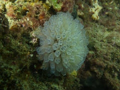 Clavelina moluccensis