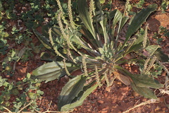 Plantago cunninghamii