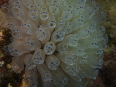 Clavelina moluccensis