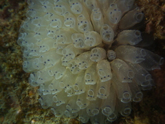 Clavelina moluccensis