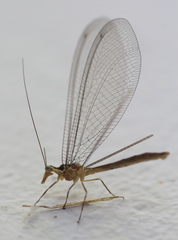 Nemopteridae