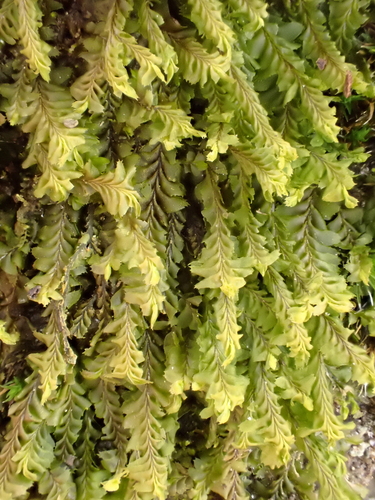 Plagiochila appalachiana