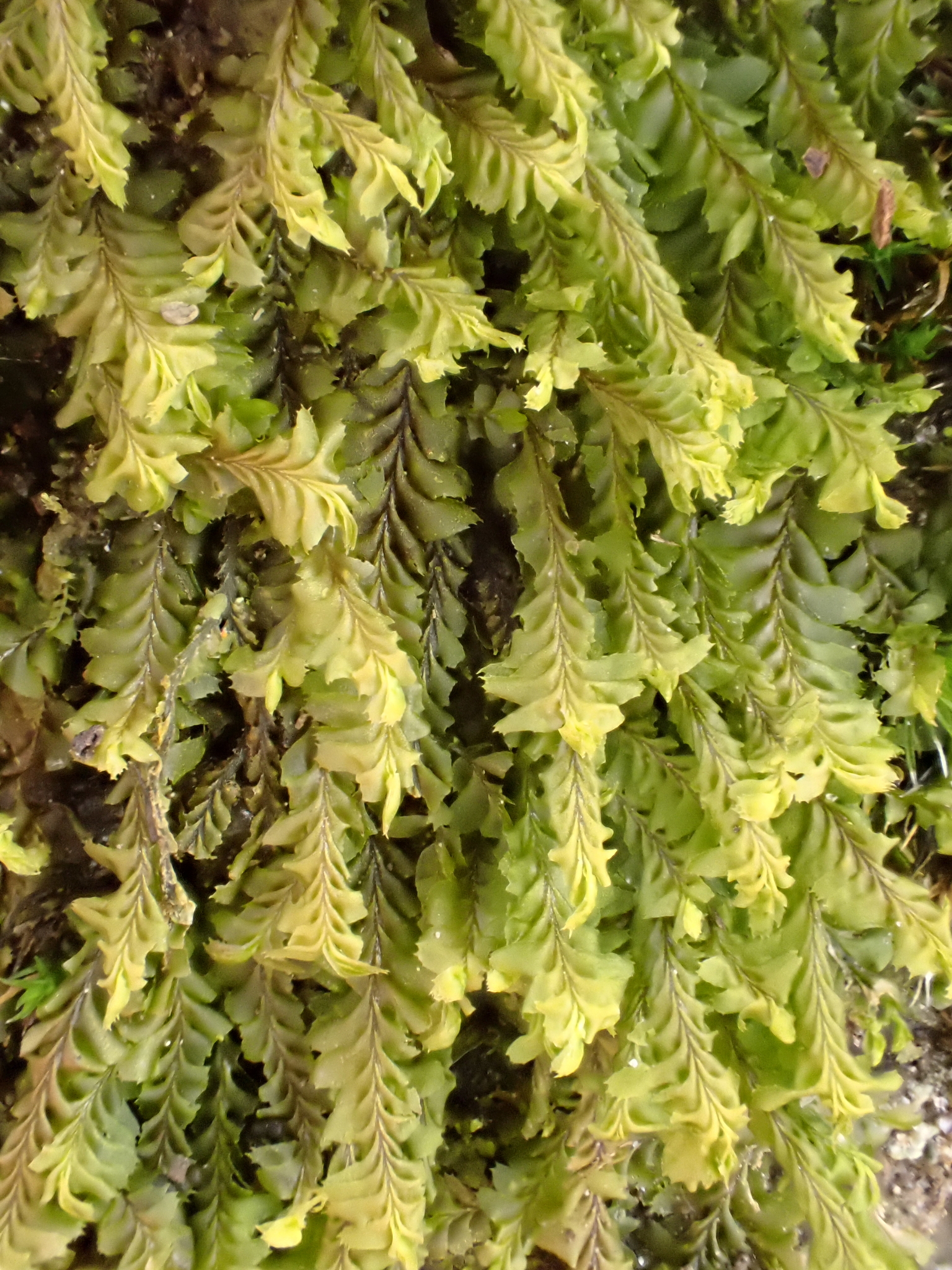 Plagiochila appalachiana
