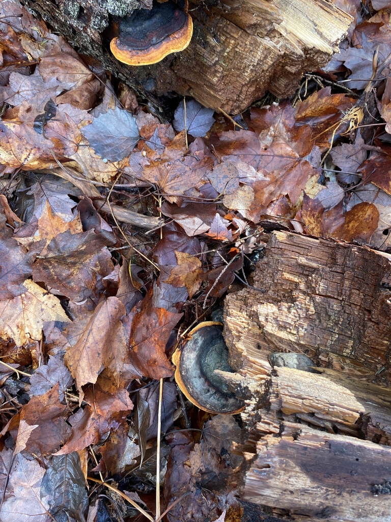 Fomitopsis mounceae · December 2025 · photo: © pei-ott (iNaturalist, cc-by)