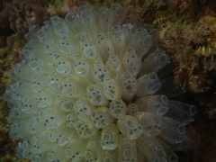 Clavelina moluccensis