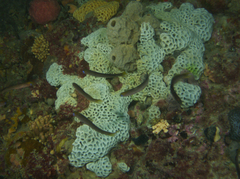 Holopsamma laminaefavosa