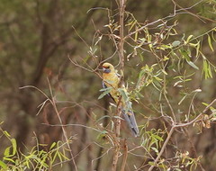 Platycercus elegans flaveolus