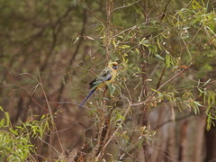 Platycercus elegans flaveolus