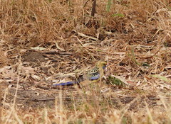 Platycercus elegans flaveolus