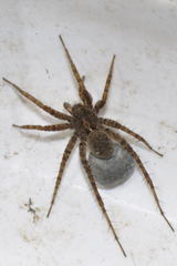 Pardosa hortensis