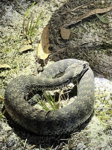 Southern Death Adder sighting