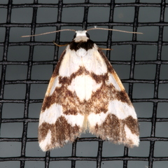 Thallarcha staurocola