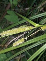 Carex forsteri