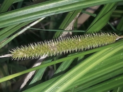 Carex forsteri