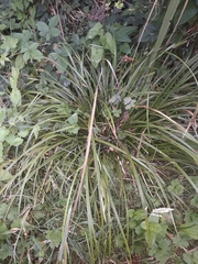 Carex forsteri