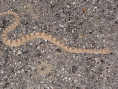 Crotalus cerastes cerastes
