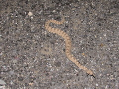 Crotalus cerastes cerastes
