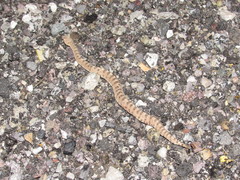 Crotalus cerastes cerastes