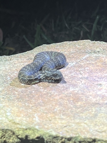 Southern Death Adder sighting