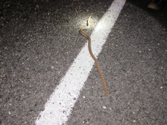 Arizona elegans eburnata