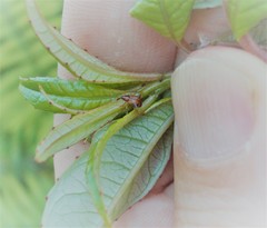 Oropterus coniger