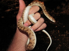 Arizona elegans eburnata