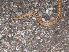 Arizona elegans eburnata