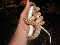 Arizona elegans eburnata