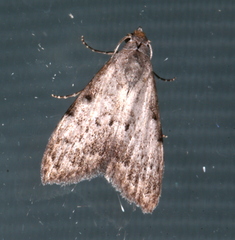 Nola pleurosema