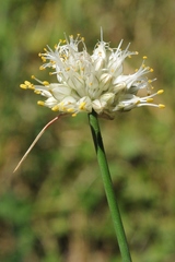 Allium kirilovii