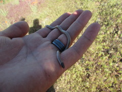 Tantilla hobartsmithi