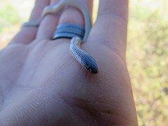 Tantilla hobartsmithi