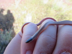 Tantilla hobartsmithi