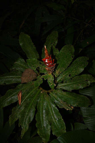 red cigar (Costus pulverulentus)