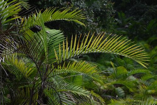 Beach palm (Bactris major)