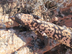 Heloderma suspectum cinctum