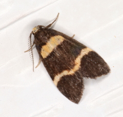 Thallarcha phalarota