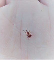 Oropterus coniger