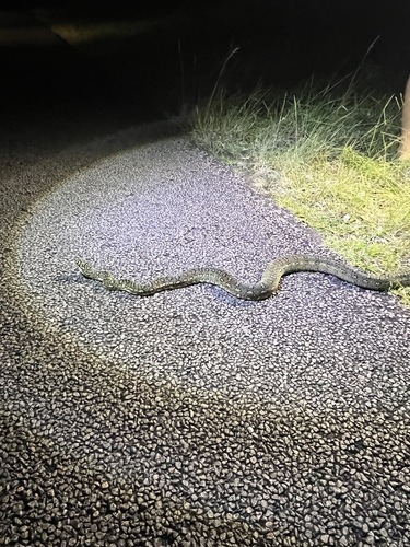 Diamond Python sighting