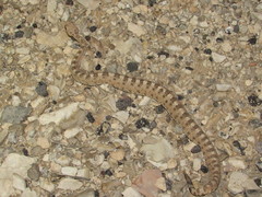 Crotalus cerastes cerastes