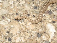 Crotalus cerastes cerastes