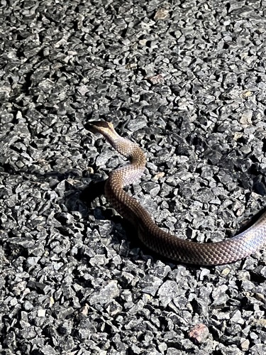 Golden-crowned Snake sighting