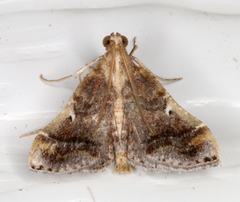 Scenedra decoratalis