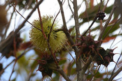 Eucalyptus lehmannii