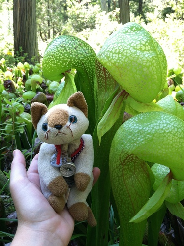 Darlingtonia californica