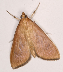 Protonoceras mitis
