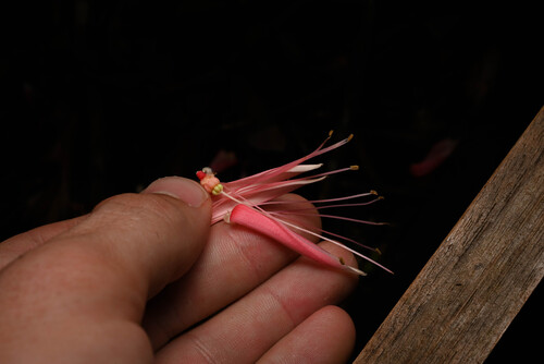 Quassia amara (Quassia amara)