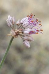 Allium tianschanicum
