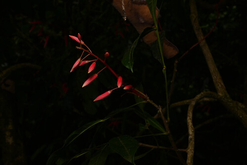 Quassia amara, photograph 5