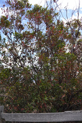 Eucalyptus lehmannii